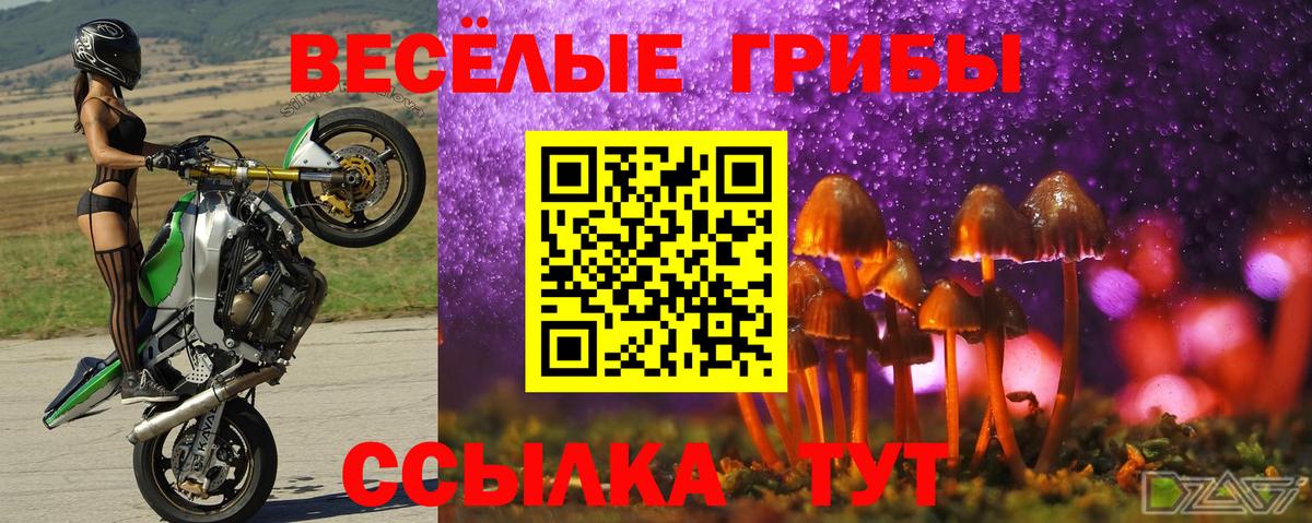 Волхов  Галлюциногенные грибы Psilocybe  Псилоцибиновые грибы Psilocybe  Вход с VPN 